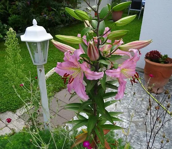 Daire Traudl Singer İnnsbruck