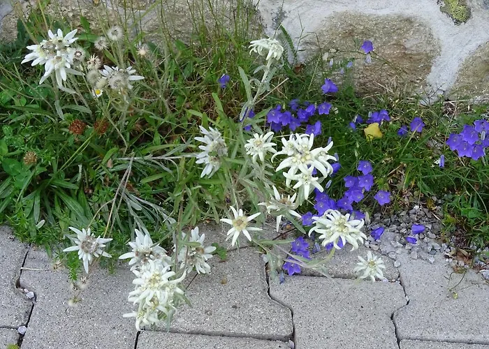 Traudl Singer Apartmán