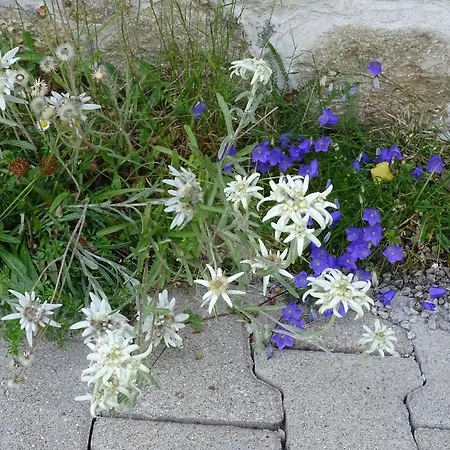 Traudl Singer شقة